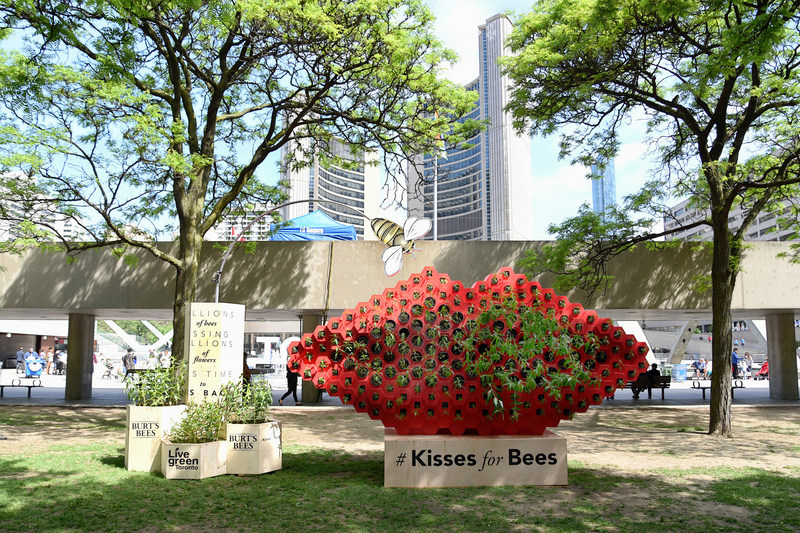 to celebrate national pollinator week, june 19 to 25, burt's bees has partnered with the city of toronto on an art installation at nathan phillips square. the #kissesforbees installation – an oversized, stylized pair of lips planted with native wildflowers – is designed to raise awareness about pollinators and they role they play in our lives. (cnw group/burt's bees canada)