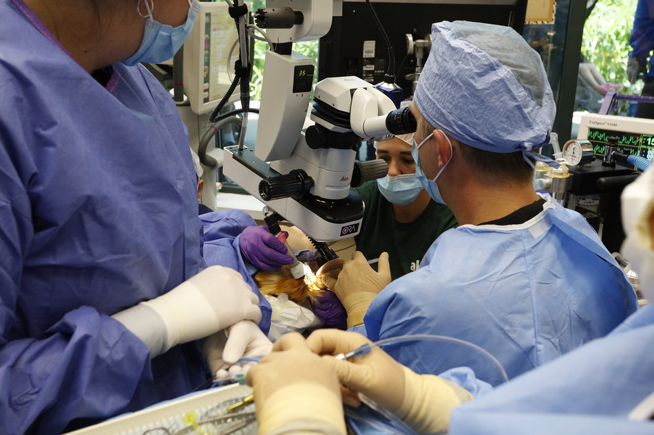 Cleveland Ophthalmologist performs cataract procedure on