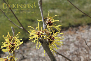 Dickinson's Witch Hazel Skincare Celebrates National Pollinator Week with Keep America Beautiful