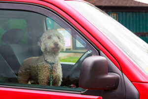 Lawmakers Propose Legislation to Protect Pets Left Unattended in Hot Cars