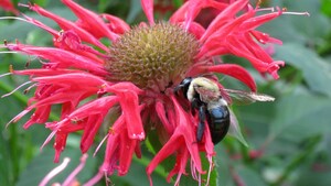 New Survey Shows Protecting Honeybees And Other Pollinators Is A Major Concern Among Americans