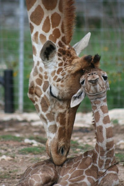 Newborn giraffe twin and mother, Natural Bridge Wildlife Ranch, New Braunfels, Texas. Photo copyrighted by Tiffany Soechting.