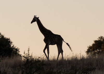 Cape Giraffe at sunset, Willem Pretorius Game Reserve, South Africa. Photo copyrighted by Ashley Scott Davison.