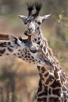 Toys'R'Us® and African Wildlife Foundation Join Forces to Promote Conservation Education in Celebration of World Giraffe Day
