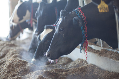 IBM Research and Cornell University to Use Genetic Sequencing and Big Data Analytics to Keep Global Milk Supply Safe