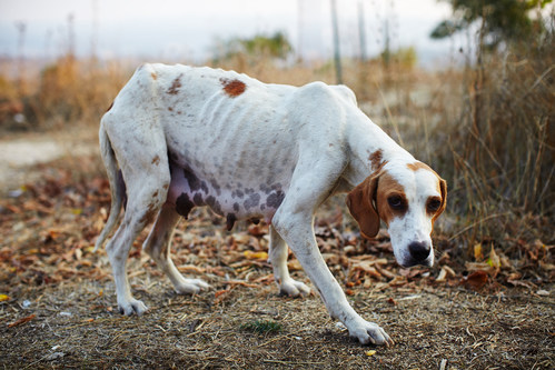 PA's Animal Cruelty Law Gets an Overhaul