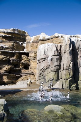 A DAY AT THE BEACH: Penguins frolic in the water at the American Humane Conservation-certified Woodland Park Zoo.