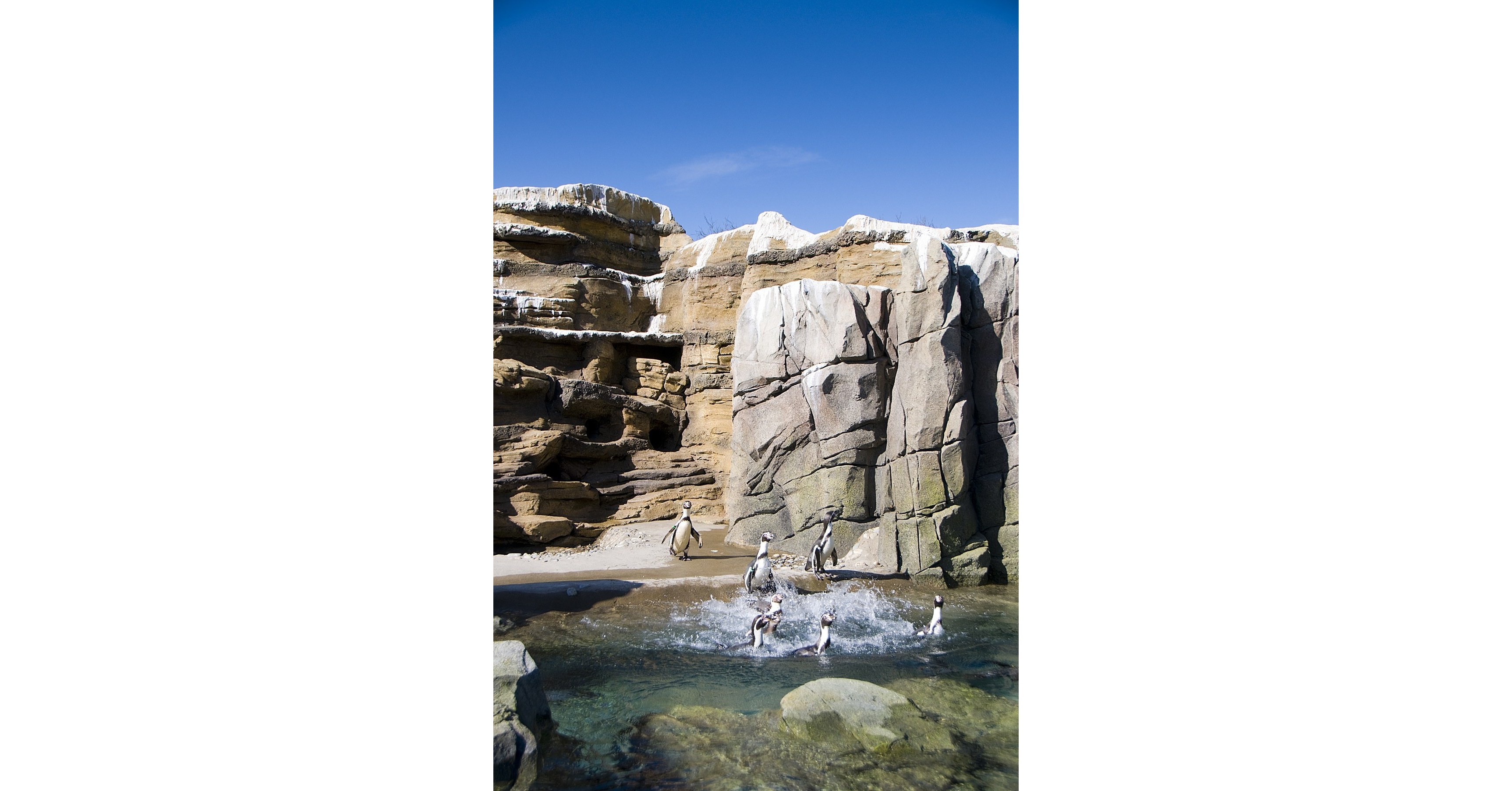 Woodland Park Zoo Achieves Humane Certification for Animal Welfare