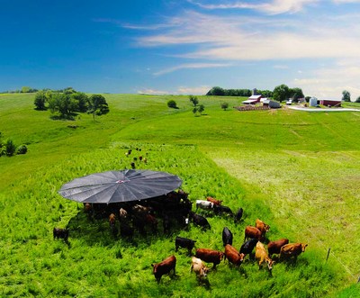 Cattle find relief from the hot summer sun under a Shade Haven mobile shade structure, available in sizes up to 40 feet wide that are easily moved to throw shade where it’s needed, when it’s needed.