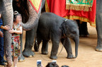 Thousands of elephants suffering for tourism