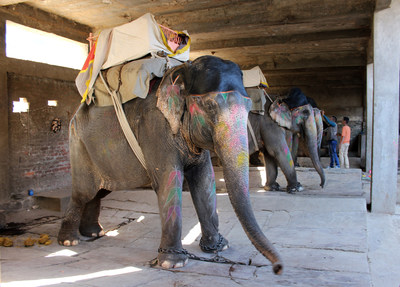 Behind the scenes at an elephant venue in India, which offers tourists rides. The elephants are kept in dark sheds and tied up on concrete flooring. World Animal Protection believes that wildlife should be left in the wild.