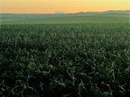 Cascade Organic Farms Expecting High Quality New Crop of Organic Pinto Beans and Organic Black Beans in 2017
