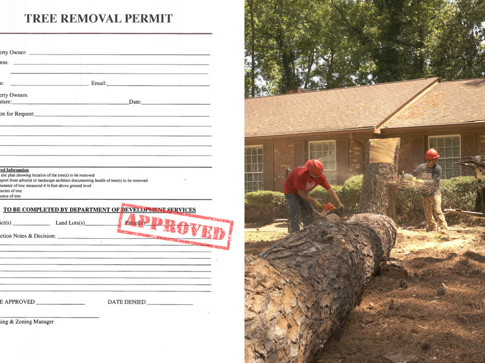 Tree Removal Permit Launches and Nationwide Resource for Local