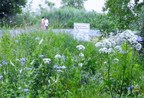 « Espace naturel, lieu de découvertes » : Poursuite du projet pilote de gestion différenciée des espaces verts à Verdun