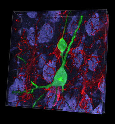 Two new nerve cells (green), created by reprogramming, nestled among previously existing neurons (blue) and supporting cells (red) in the cortex of the rat brain