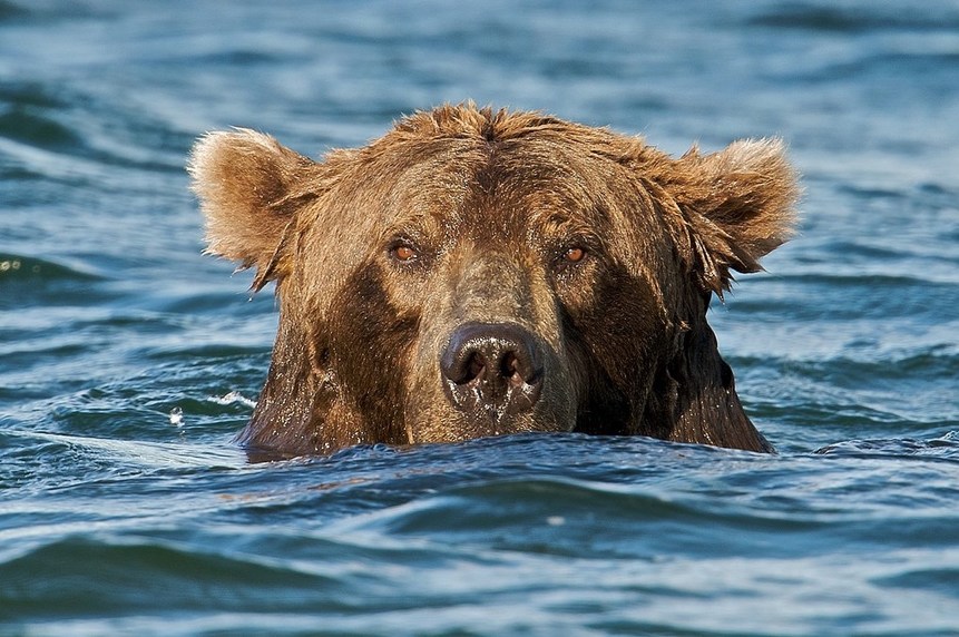 Brown Bears Fishing at Alaska's Brooks Falls - The Atlantic