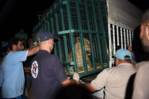 Happy Ending: The last animals are evacuated from a zoo near Aleppo