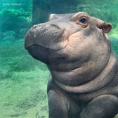 Houghton Mifflin Harcourt to Publish Children's Book about Internet Sensation, Cincinnati Zoo's Baby Hippo Fiona  Image