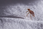 Protect-A-Bed Introduces a Proven Bed Bug-proof Mattress