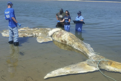 International Fund for Animal Welfare marine mammal experts examine the remains of a deceased right whale that stranded on Martha's Vineyard on August 8, 2017. The line in the photo was put on by responders to secure the carcass to the beach. (c)IFAW