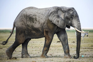 Global momentum to shut down ivory markets provides reason to celebrate on World Elephant Day