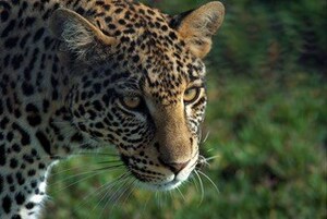 Excellent Guides Tanzania Ltd. Opens Its Doors to the U.S. Travel Market