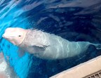 Marineland Canada Mournfully Reports The Passing Of Our Beloved Beluga Whale Gia