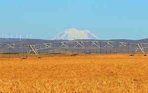Harvest of Cascade Organic Farms New Crop Organic Wheat Progressing Well with Excellent Quality and High Yields
