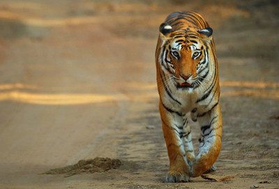 Seeing a tiger in the wild in India is an experience of a lifetime. (CNW Group/Breathedreamgo)