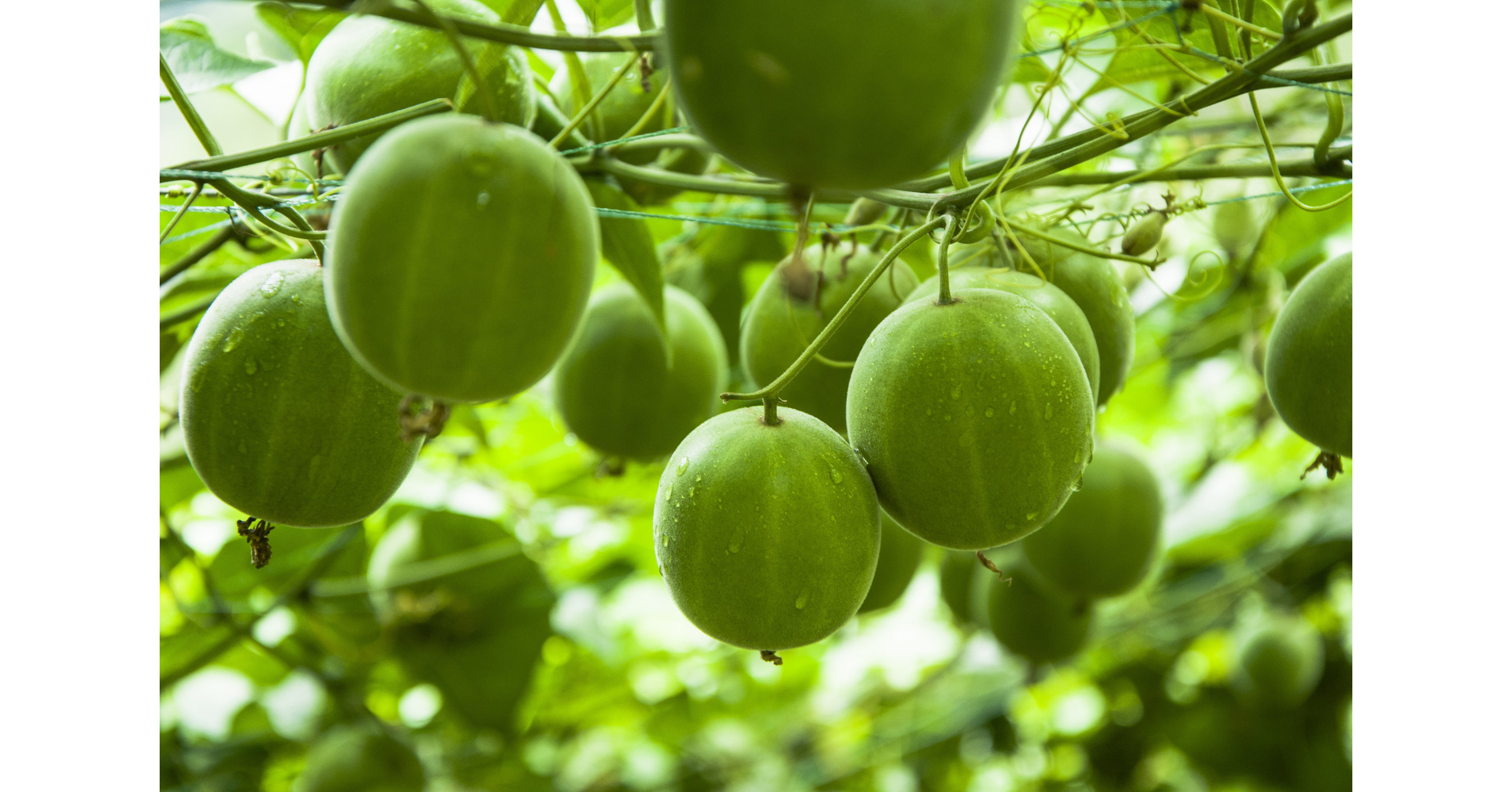 Луо хан го. Момордика архат. Фрукт монаха архат. Экстракт монк фрукта что это. Siraitia grosvenorii.