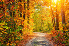 From Green To Yellow To Red: Cheapflights.com Takes You On A Fall Foliage Pilgrimage