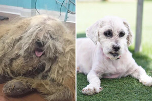 America's Dirtiest Dog Revealed: Shelter Dog Makeover Sheds Light on Animal Adoption