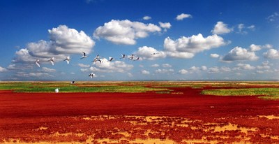 Scenery Of The Yellow River Delta Wetlands