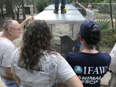 Two pumas rescued from Argentina zoo find sanctuary in U.S.