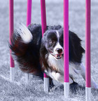 First-Ever Eukanuba™ Performance Games to Showcase Extraordinary Dogs over Four Days, Six Events