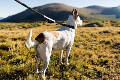 magnetic dog leash