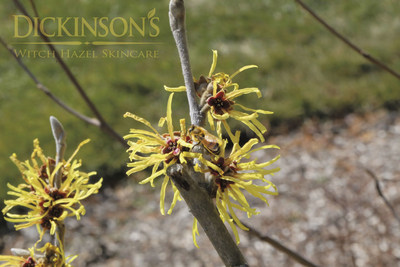 Bee Feeding on Pollen on a Witch Hazel plant at the Dickinson Brands Inc.'s factory in East Hampton, CT