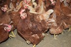 Gemperle Family Farms Accelerates Conversion to 100% Cage Free
