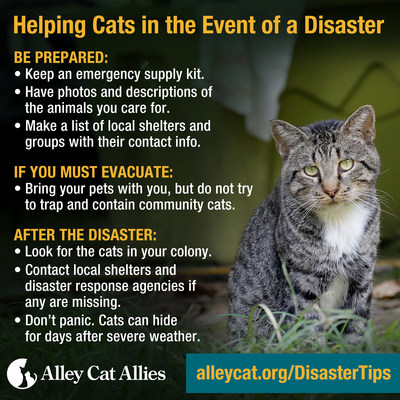 With Hurricane Irma approaching, Alley Cat Allies offers these disaster tips to save the lives of cats in the path of the storm.