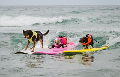 Dogs make waves, win medals, and raise funds for orphan pets at the Helen Woodward Animal Center Surf Dog Surf-A-Thon, sponsored by Blue Buffalo.  Photo credit: Charmaine Gray Photography.