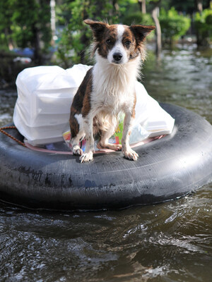 AVMA aids people and animals facing the destructive forces of Hurricanes Harvey, Irma and Western wildfires