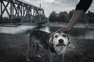 After the disaster: Keeping pets safe and healthy when returning home