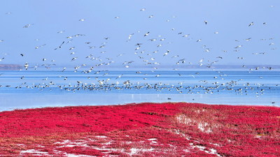 Red Beach-World's Biggest Wetland Attracting Rare Birds