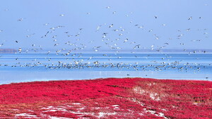 Red Beach: World's Biggest Wetland Attracting Rare Birds