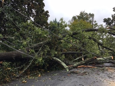 Large scale tree damage following Hurricane Irma in Atlanta, Georgia.