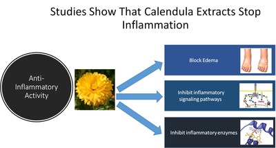 Studies Show that Calendula Stops Inflammation