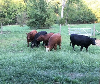 From left to right: Chico, Eddie, Roo, Houdini, Johnny Cash. Photo courtesy of The Gentle Barn.