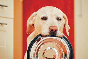 5 Benefits of Personalized Dog Food