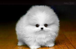 Popular 'Viral Video' Site Saves Pets Hit by Hurricanes