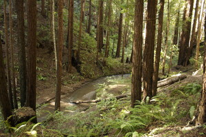 Save the Redwoods League Launches Genome Project